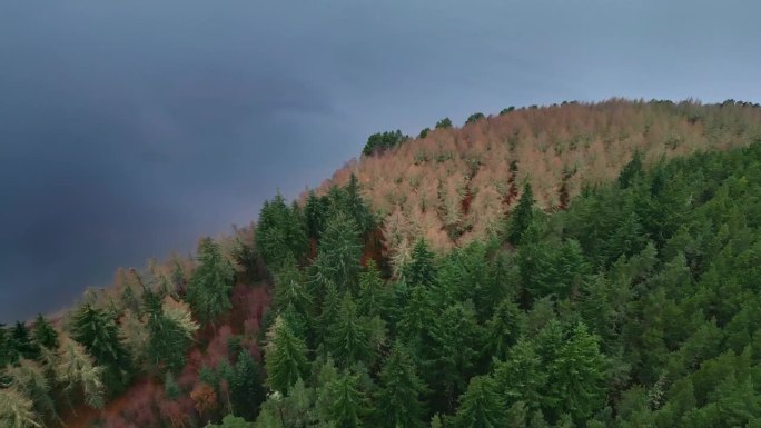 森林中树木的高角度视图。尼斯湖的倒影向上倾斜。长水面山之间的冬季高地景观。英国苏格兰