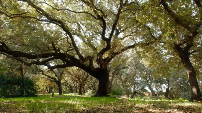 西班牙马略卡岛老橄榄树的视频