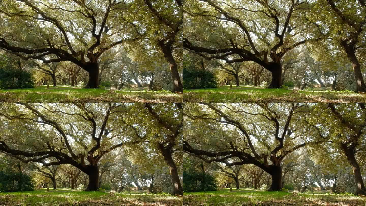 西班牙马略卡岛老橄榄树的视频