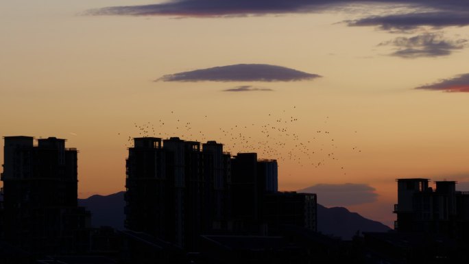傍晚城市鸟群飞翔