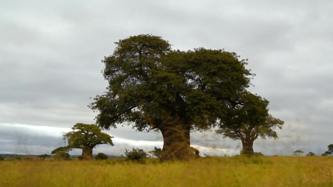 坦桑尼亚天空下被绿色树叶包围的非洲猴面包树