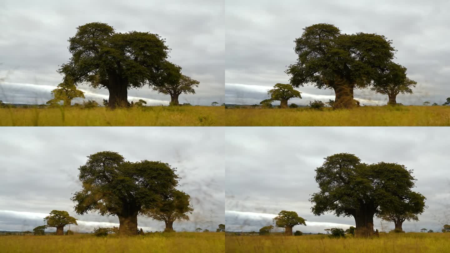 坦桑尼亚天空下被绿色树叶包围的非洲猴面包树