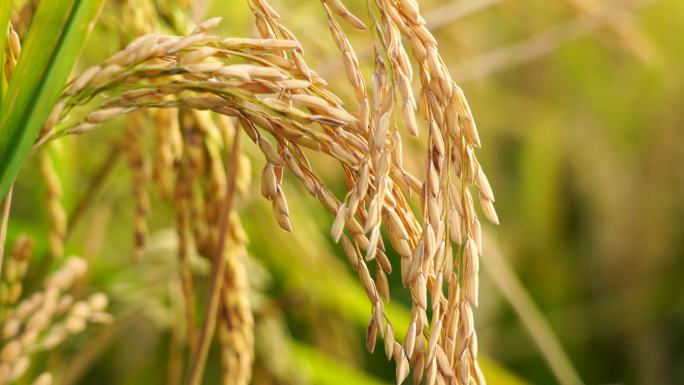 沉甸甸饱满的水稻稻穗迎来秋收丰收