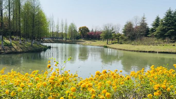 春天阳光明媚鲜花盛开的公园