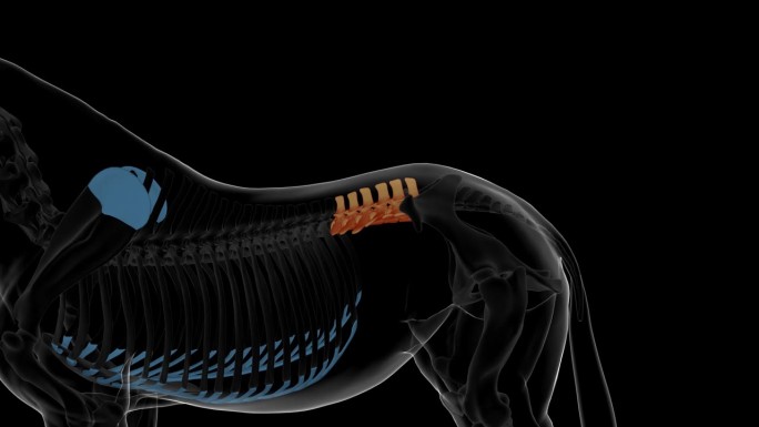 马腰椎骨骼解剖医学概念3D渲染