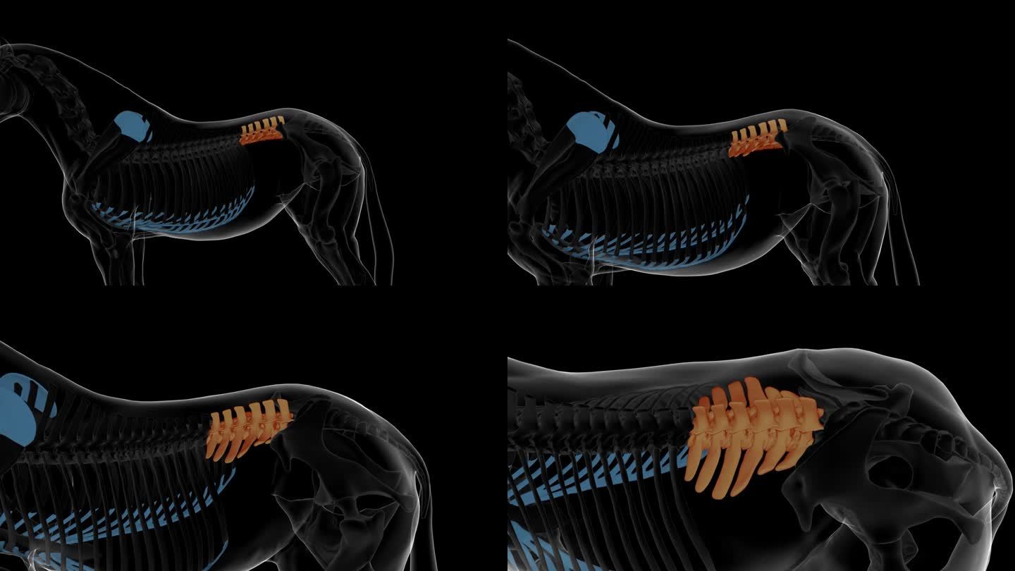 马腰椎骨骼解剖医学概念3D渲染