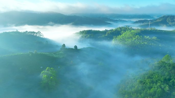 云雾中的茶山