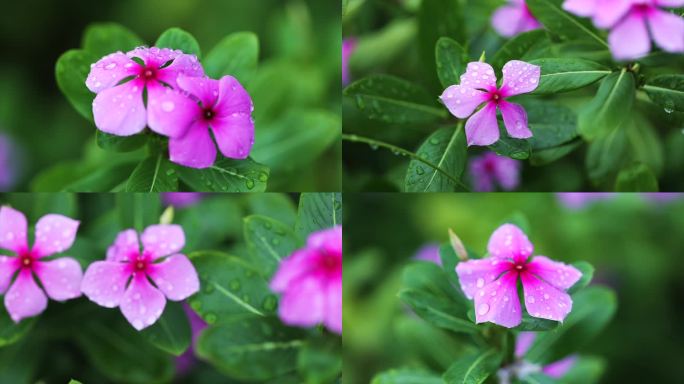 4k雨后的长春花