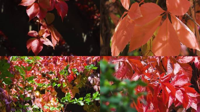 秋天红叶深秋季节一年四季节气