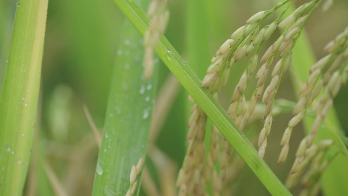 水稻成熟的季节