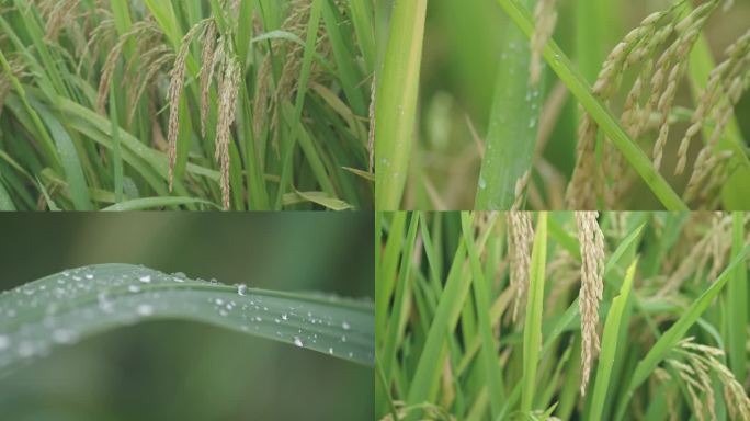 水稻成熟的季节