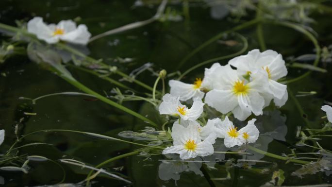 海菜花