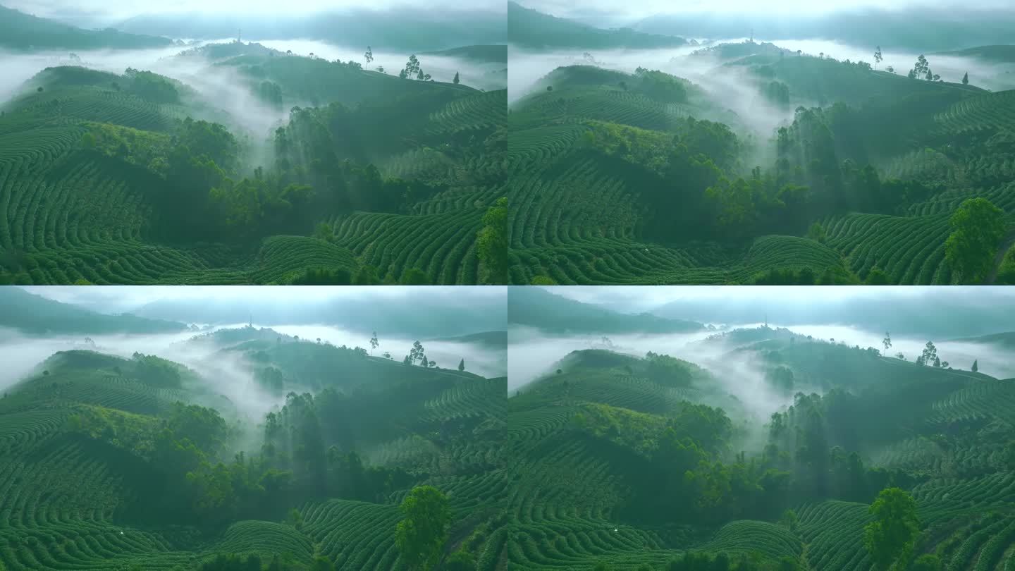 云雾中的茶山