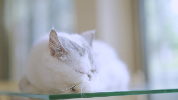 在一家猫咪咖啡馆里，一只灰白色的异国短毛猫舒服地躺在桌子上，舔着爪子，感觉很舒服，很放松，而一个男人