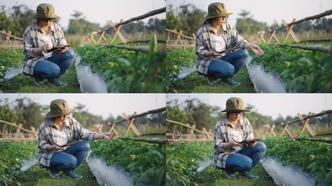 女农民使用数字平板监测和检查温室中的有机蔬菜