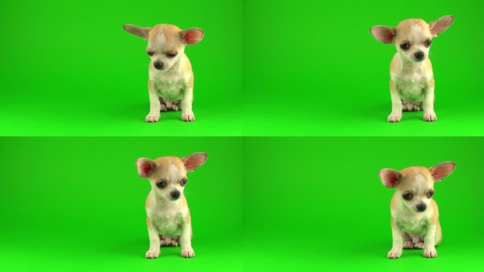 可爱的小狗吉娃娃狗在绿色的屏幕背景