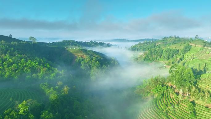 云雾中的茶山