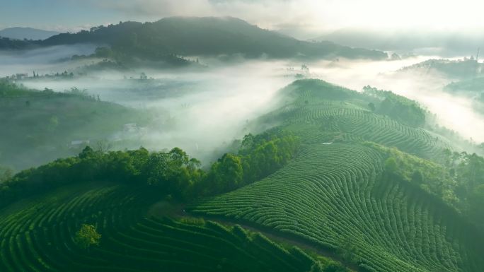 云雾中的茶山