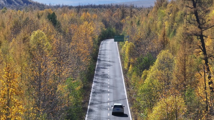 4K-Log-航拍秋季黄色树林中的公路