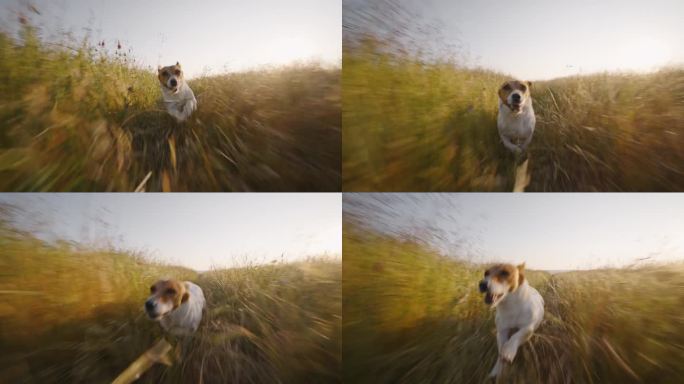 这只狗慢动作行走在乡村的草地上，在夏天的日落时伸出舌头。照顾宠物。大自然。友谊。去哪儿都可以。旅行