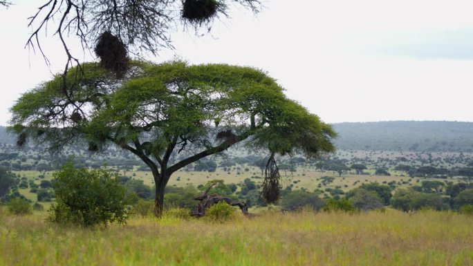 美丽的非洲草地景观与天空下的金合欢树