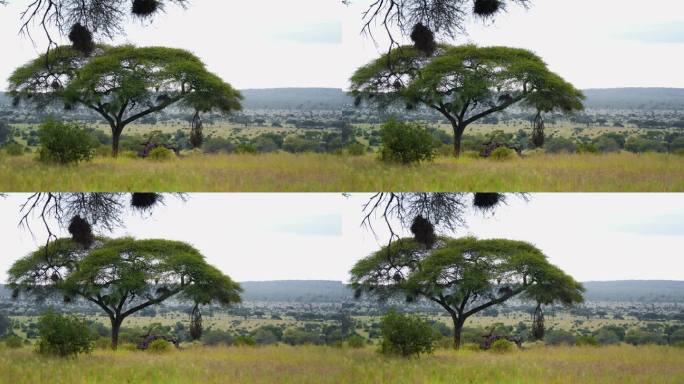 美丽的非洲草地景观与天空下的金合欢树