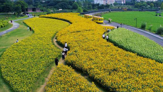 旅游度假 休闲旅游 花海 公园 花海游玩