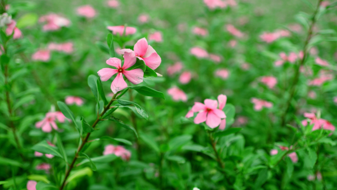 花朵 花 格珊花 花盛开 朝着阳光 青春