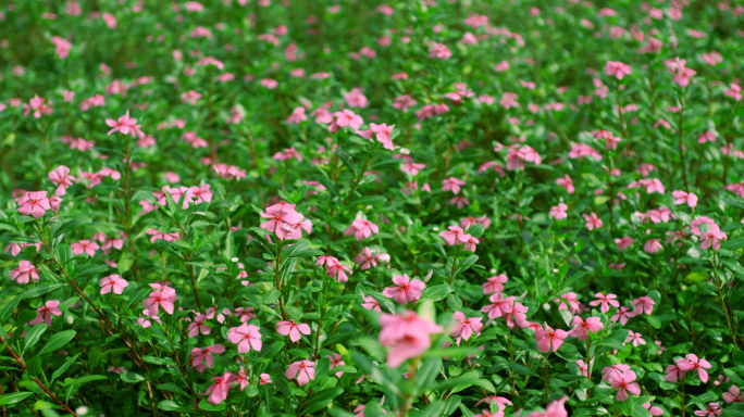 花朵 花 格珊花 花盛开 朝着阳光 青春