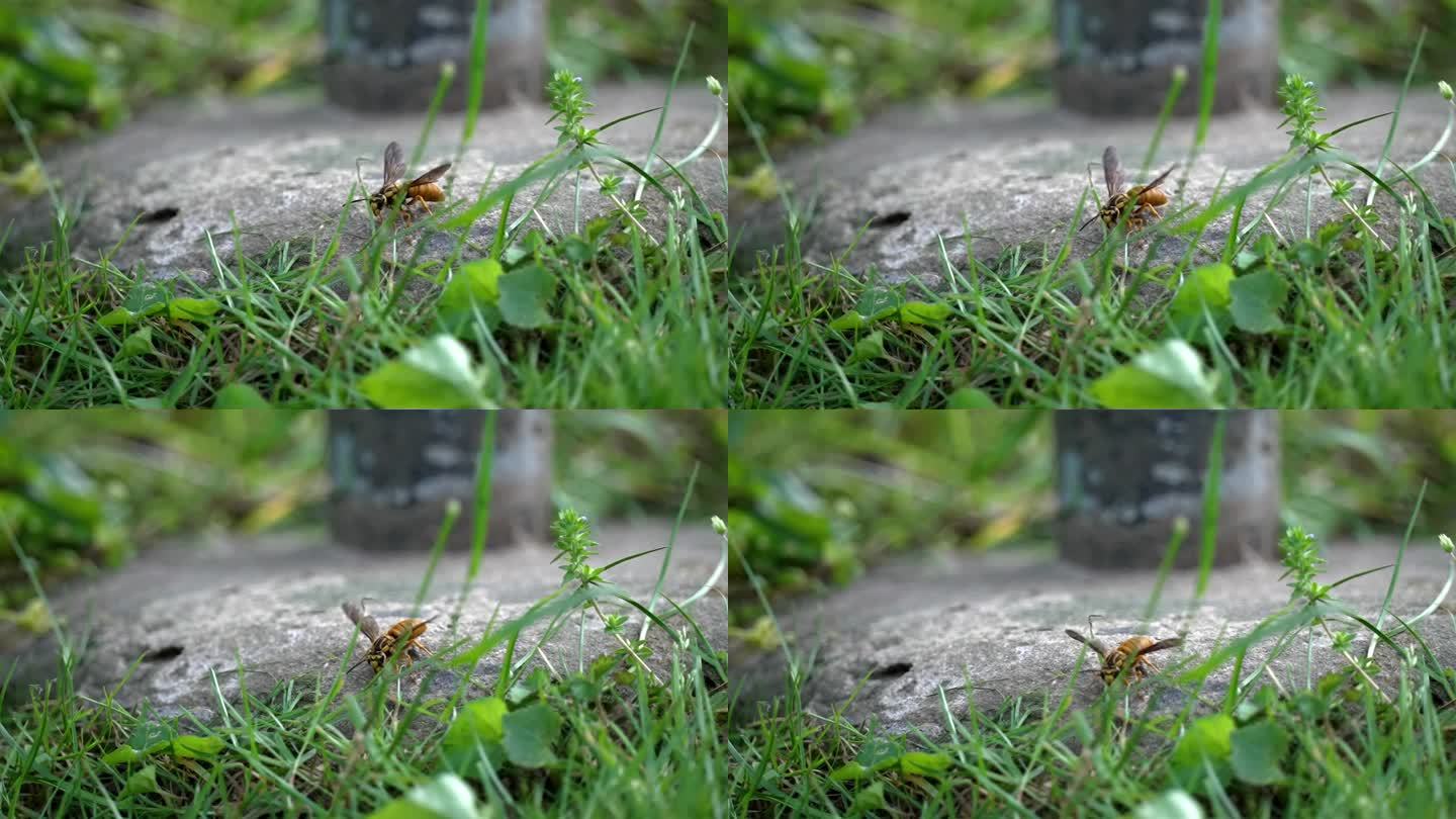 黄蜂在探索地面时迅速扇动翅膀的侧面视图