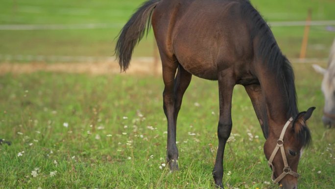 深棕色的阿拉伯小马驹正在绿草地上吃草，另一只白色的动物靠近，慢慢地走到旁边