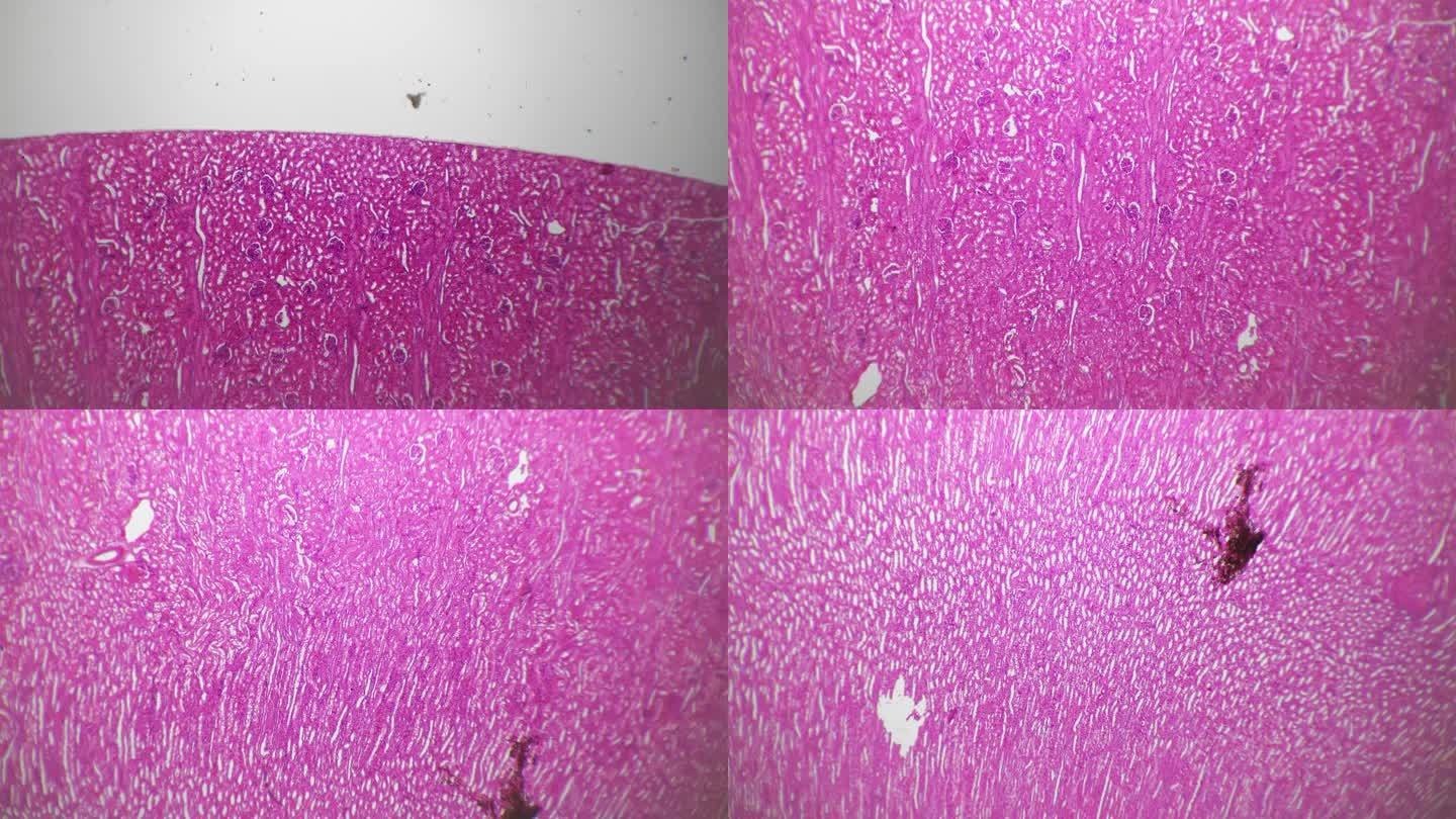 亮视野下40倍显微镜下拍摄的人肾血管注射切片