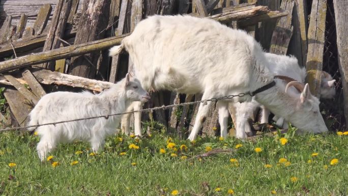 家山羊和孩子们在绿色的草地上吃草