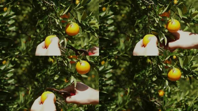 成熟的橘子或橘子生长在树上在阳光充足的果园