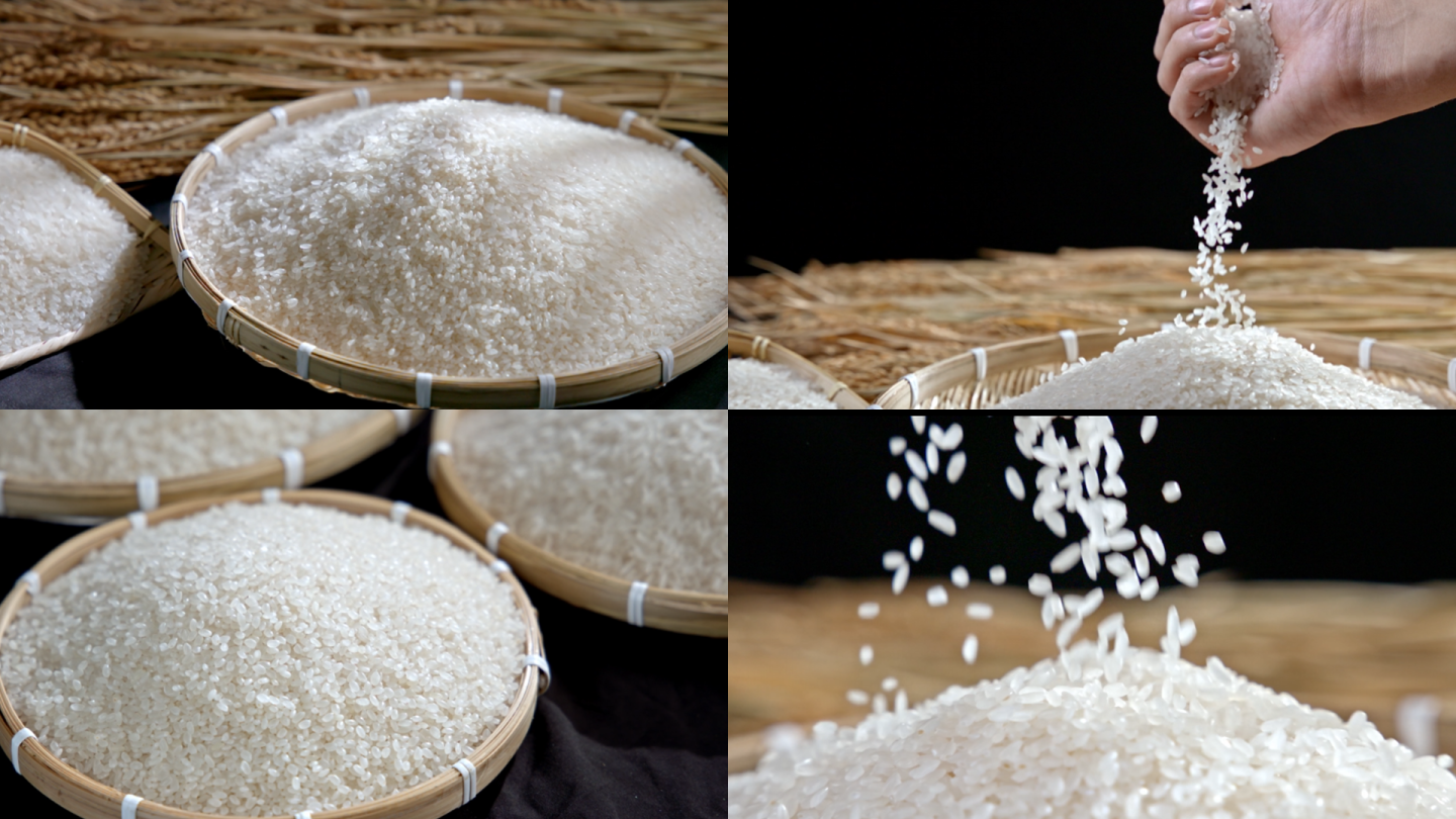 种植大米水稻农作物