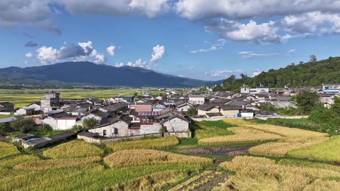 金色稻田与传统村落的航拍延时