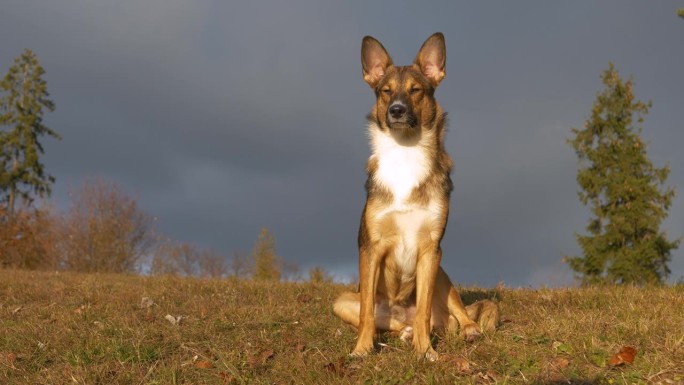 肖像:在金色的阳光下，可爱的牧羊犬平静地坐在草地上