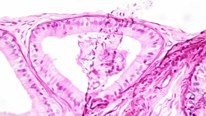 科学载玻片人体睾丸切片，显微镜放大400倍