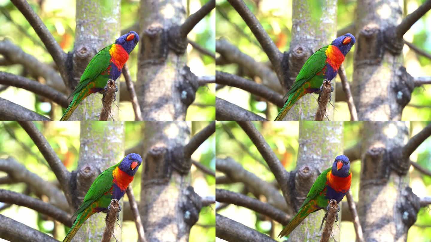 美丽的彩虹鹦鹉，毛羽鲜艳，栖息在野外的树枝上，好奇地打量着周围的环境，展开翅膀飞走了。