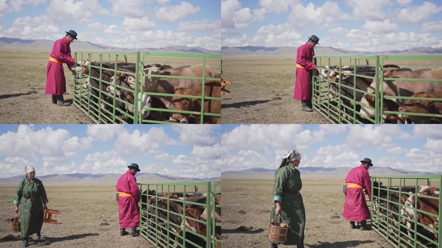 蒙古夫妇提着桶打开牧场大门准备挤牛奶