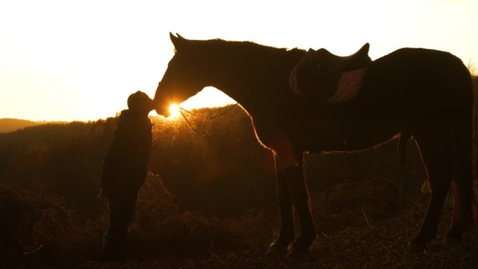 剪影，镜头光晕:金色的阳光在年轻女士和她的马之间闪耀
