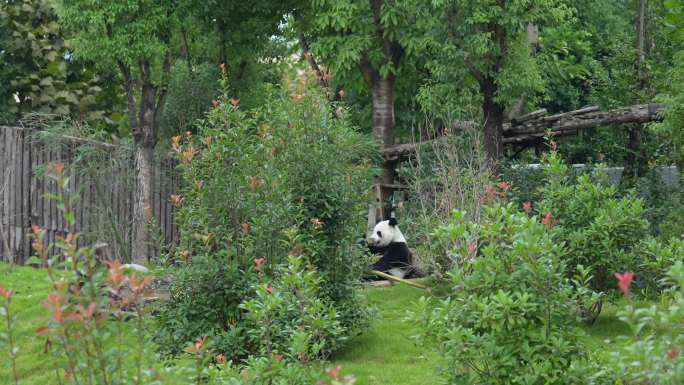 成都大熊猫吃竹子 高清素材