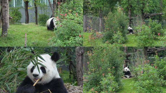 成都大熊猫吃竹子 高清素材