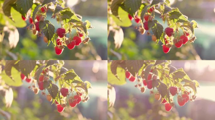 夏天，树莓丛树枝上的红色成熟树莓