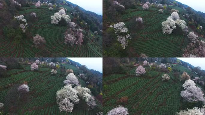 航拍四川春茶园鲜花盛开