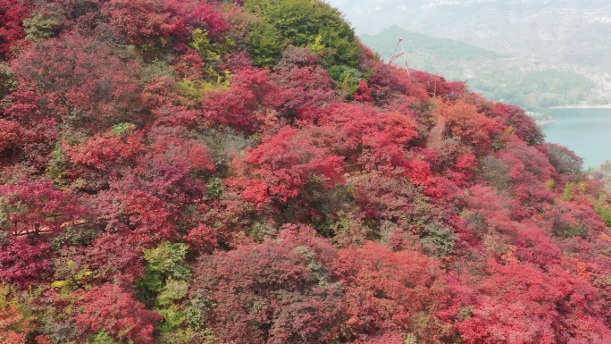 天赐山红叶季