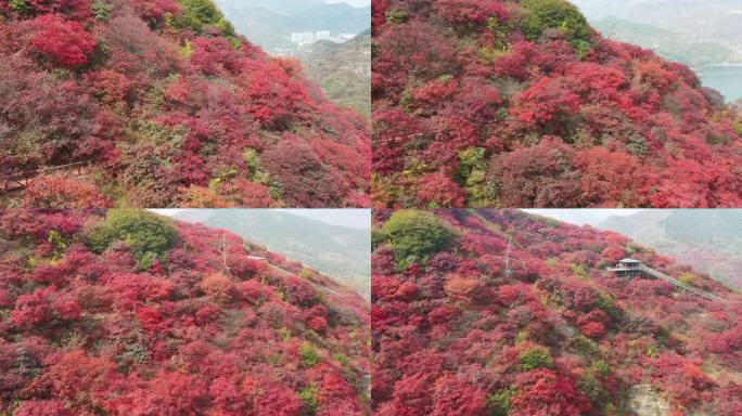 天赐山红叶季