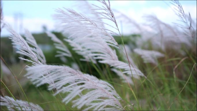 风中的芦苇、蒹葭苍苍、风吹野草、蒲苇