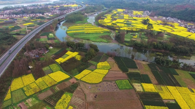 航拍四川春天的油菜花地农村美景