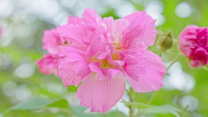 4k唯美梧桐花开空镜头